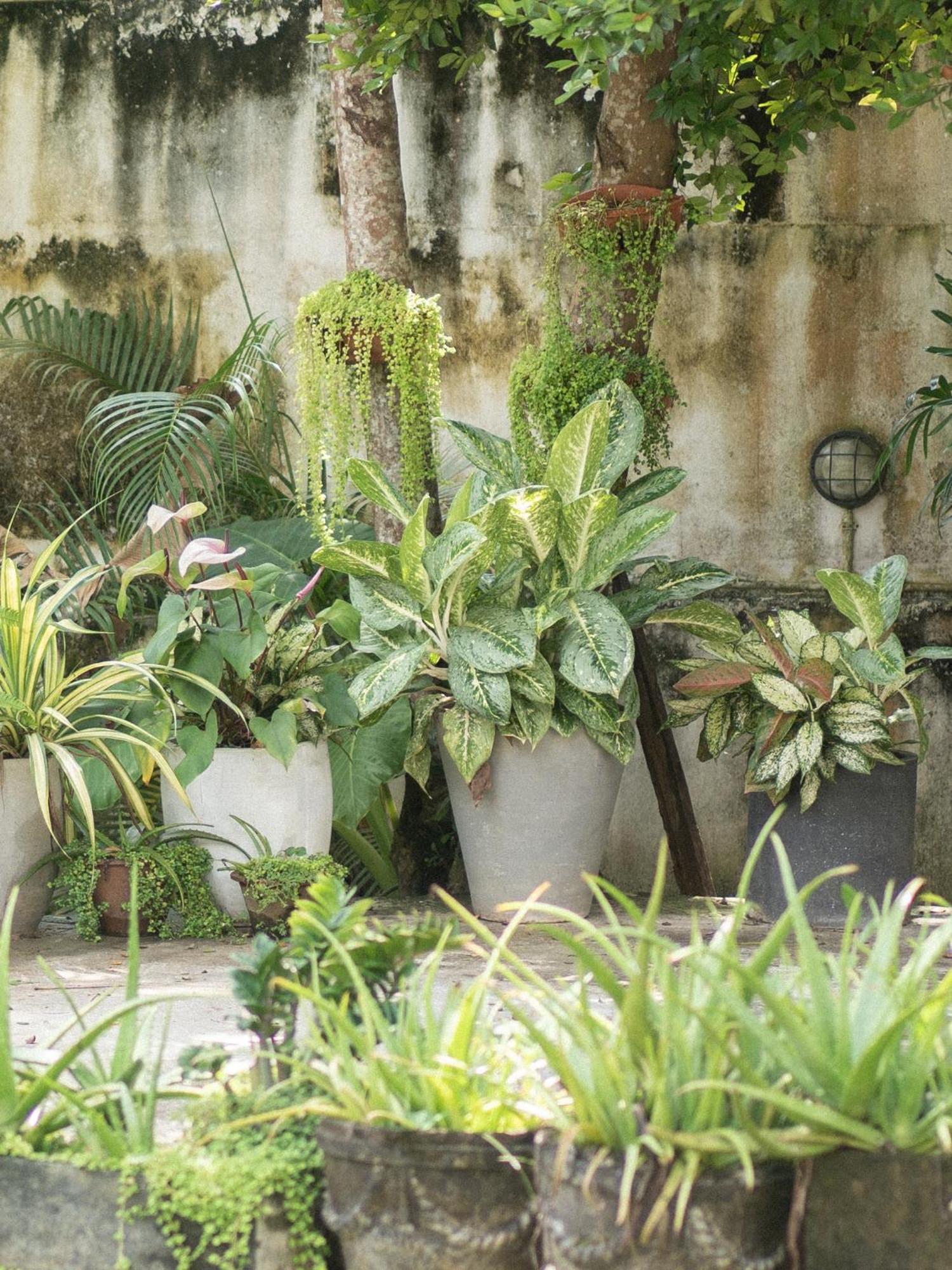 Lotus Surf And Wellness Apartment Ahangama Ngoại thất bức ảnh